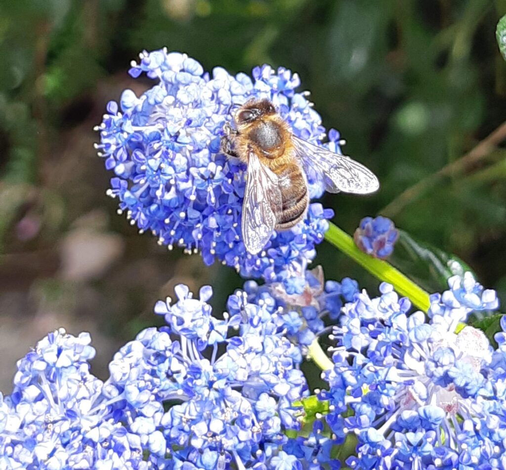 Honey bee on Ceanothus at La Rabine Jardin, Brittany, France