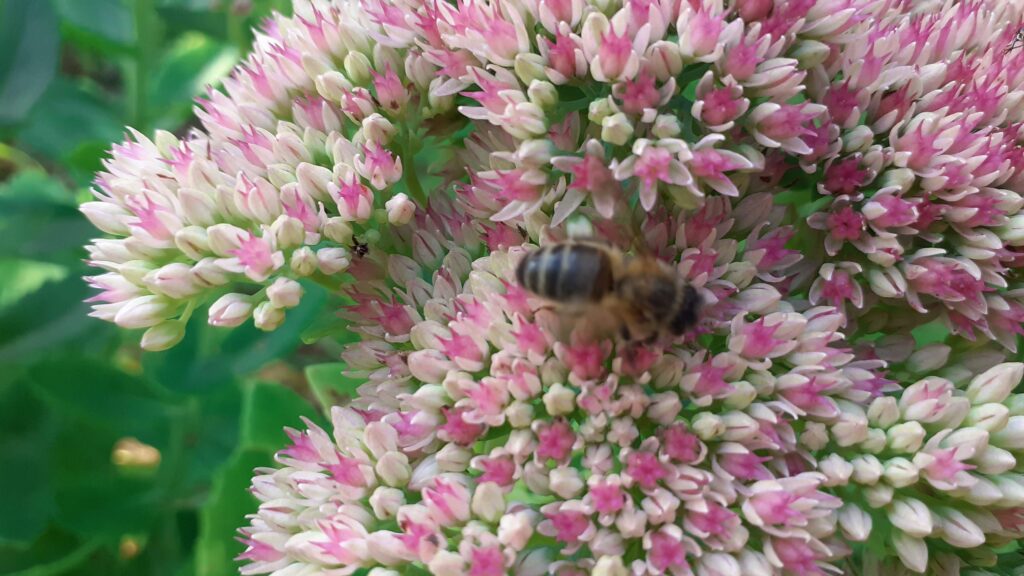 La pollinisation par les abeilles. Bee feeding on Sedum at La Rabine Jardin, Brittany, France