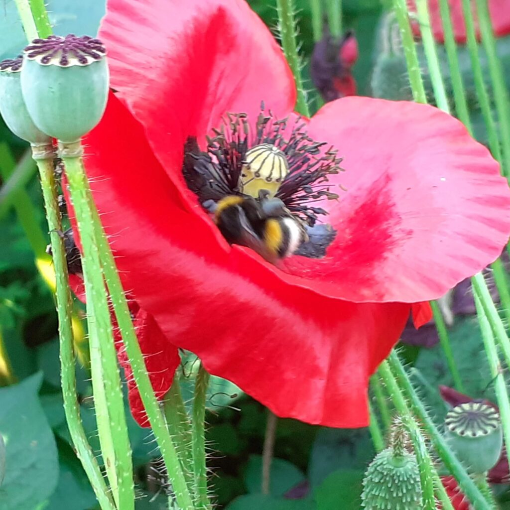 Bumble bee in Poppy at La Rabine Jardin, Brittany, France