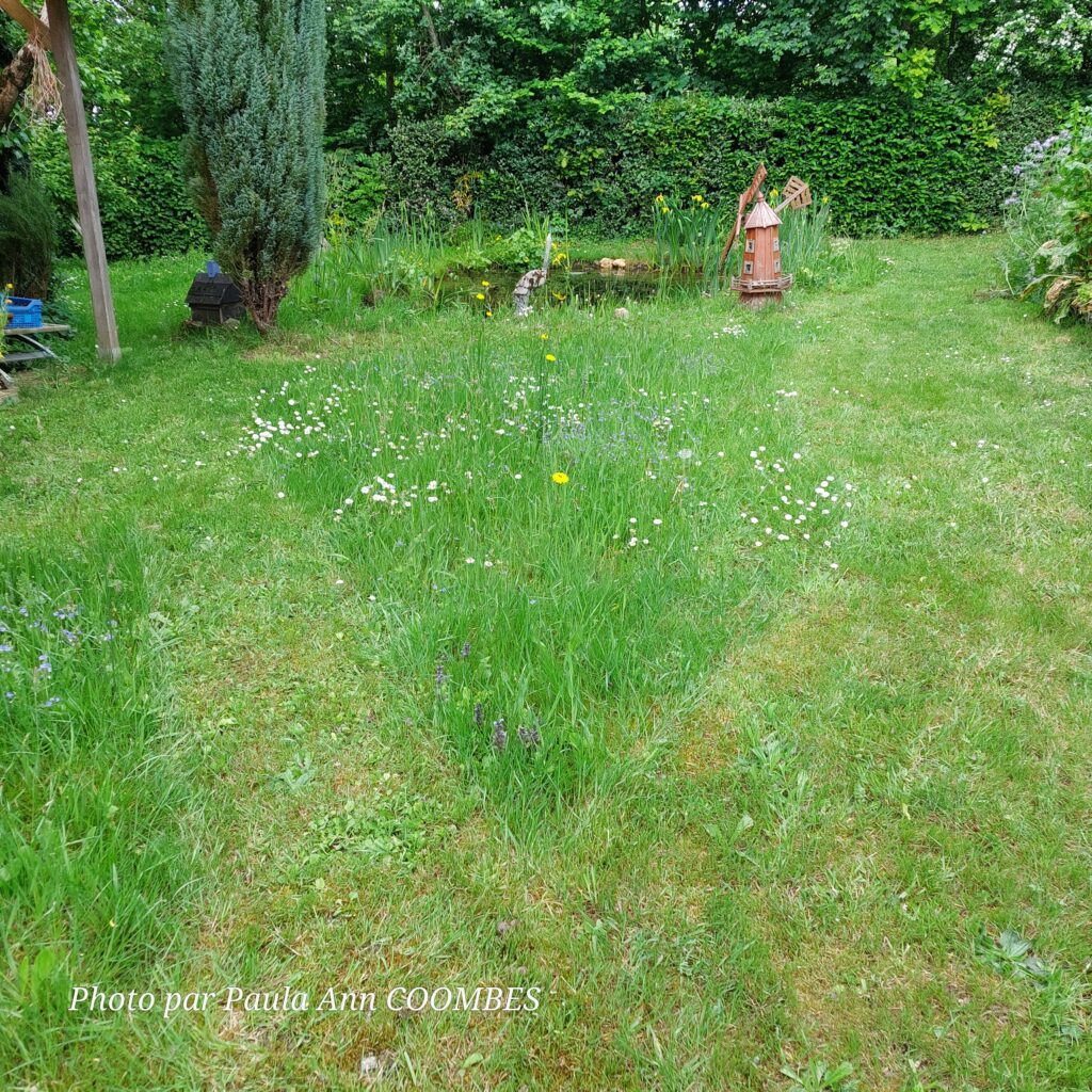 LaRabineJardin - grass left at different heights pour rétablir la biodiversité