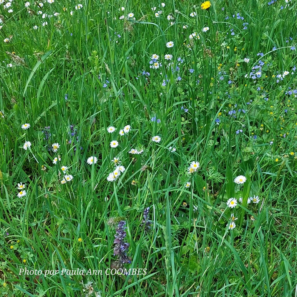 LaRabineJardin - wildflowers in grass left at different heights