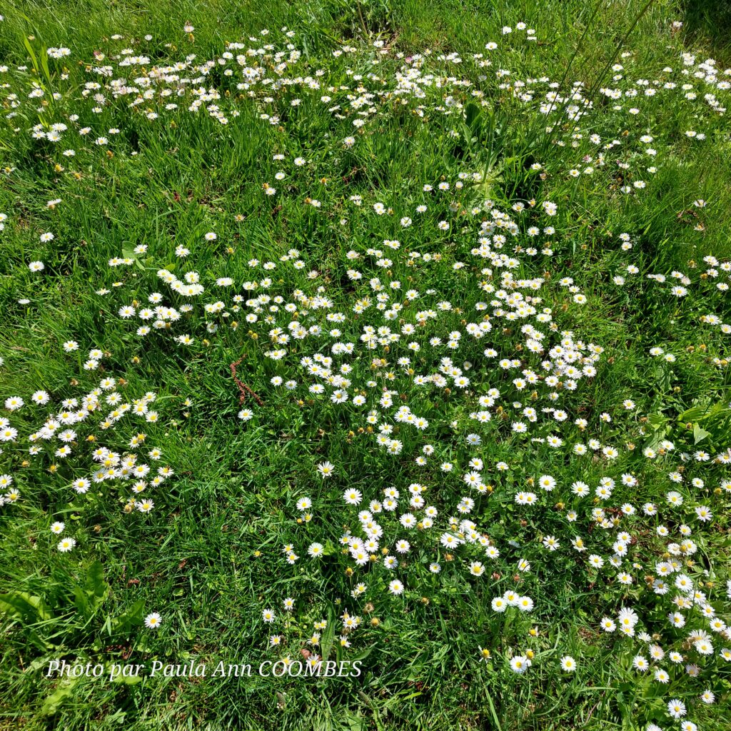 LaRabineJardin - wildflowers in grass left at different heights 
