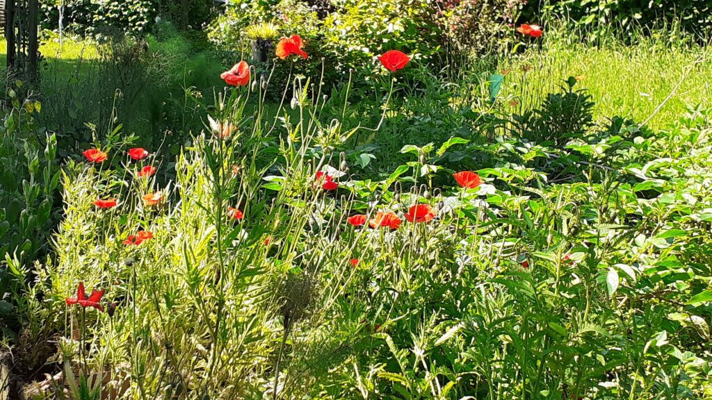 Wildflower areas at La Rabine Jardin, Neulliac, France